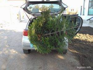 Перевозка ели для пересадки