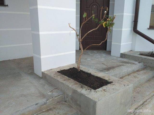 Пересадить жимолость