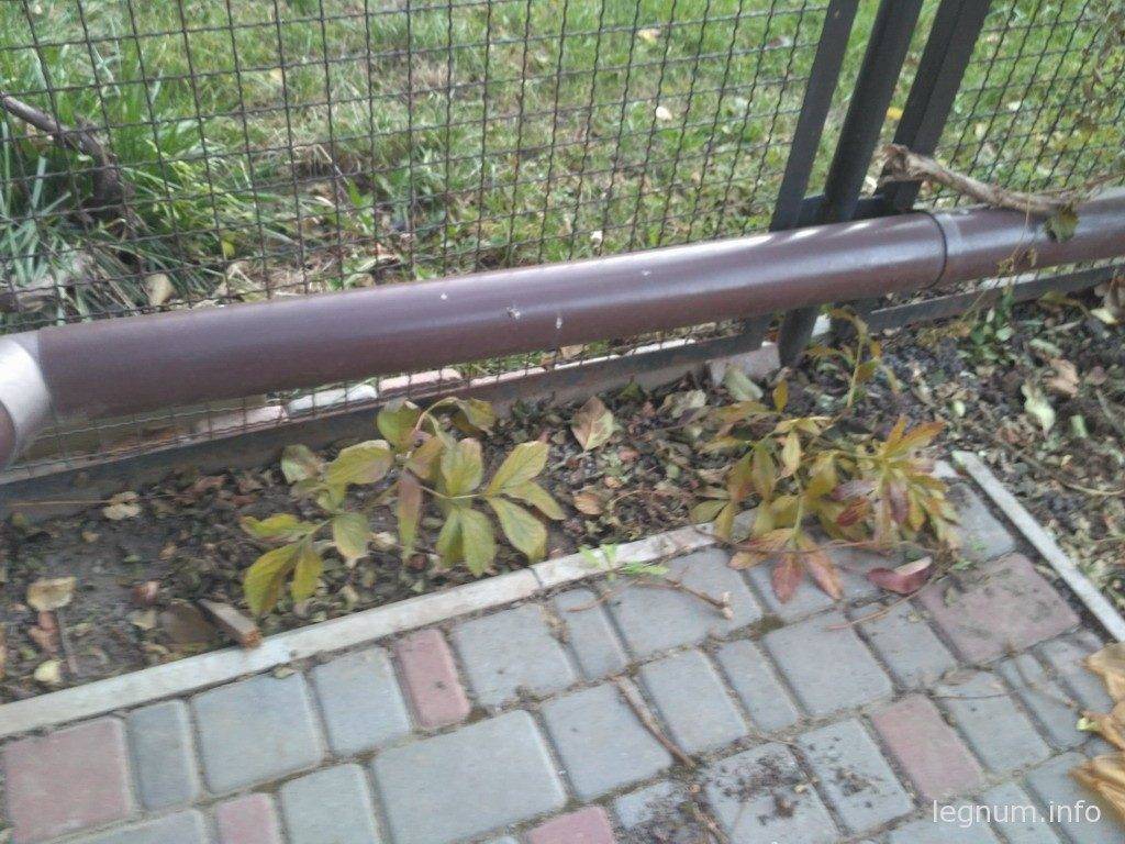 Пионы на пересадку