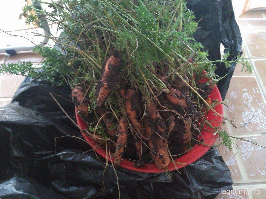 Собираем урожай моркови