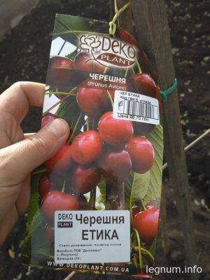 Черешня Етика