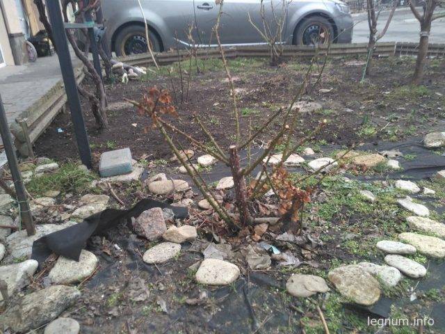Обрезка розы в марте 2017