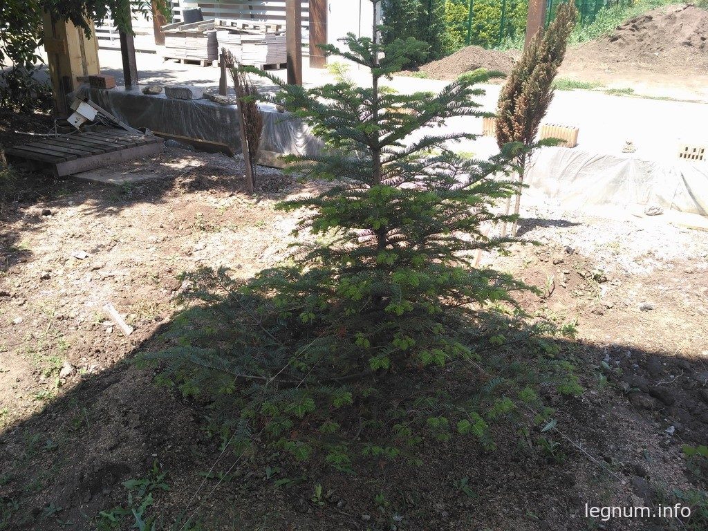 Дальше фото до и после, а начнем мы с елочки, которая хорошо перенесла пересадку