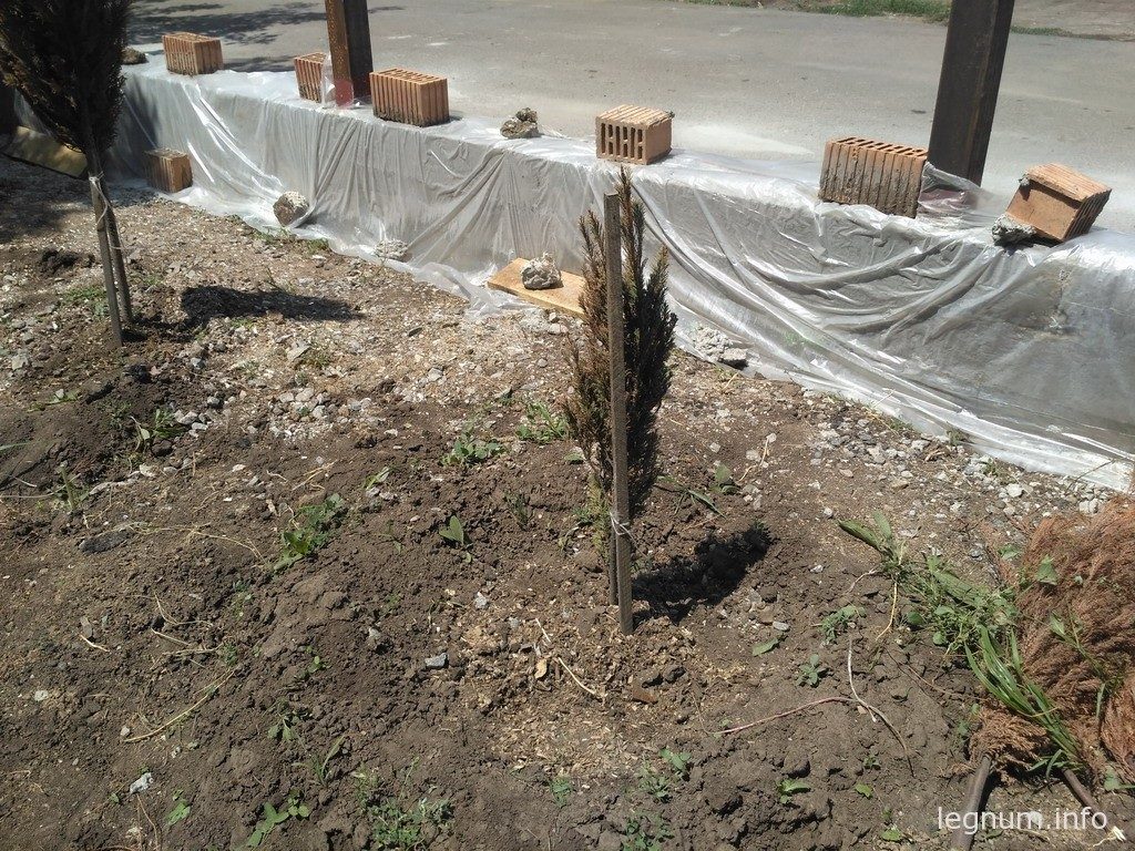 Одна из сильно пострадавших веток ПОСЛЕ